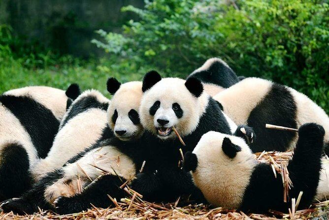Private Chengdu Highlights Day Trip: Panda Base and City from Chongqing by Train - The Sum Up