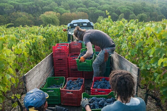 Private Chianti Wine Day Experience From Tuscany - Frequently Asked Questions