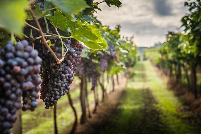 Private Chianti Wine Tasting from Florence, Half Day Experience - Exploring the Charm of the Private Chianti Wine Tasting from Florence