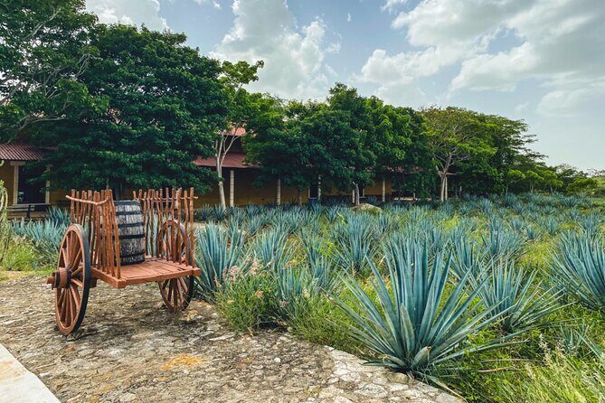 Private Chichén Itzá, Mayapan Distillery and Valladolid Tour - The Sum Up: Who Is This Tour For?