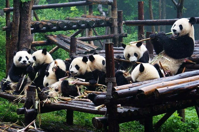 Private Chongqing Bullet Train Trip to Leshan Giant Buddha and Pandas in Chengdu - Key Points