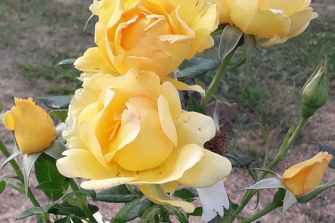 Private Circus Maximus and Aventine Keyhole Tour - Frequently Asked Questions