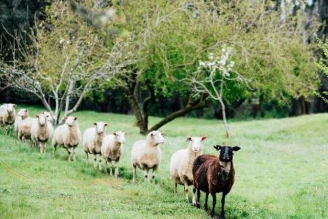 Private Classical Wine and Cheese Pairing Experience - Exploring the Margaret River Wine & Cheese Experience