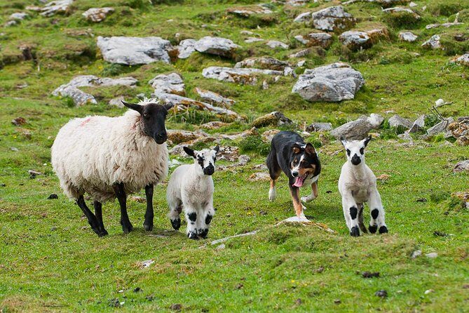 Private Cliffs of Moher Day Tour - FAQ