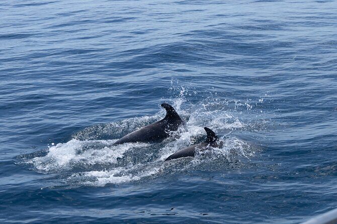 Private Coastline and Dolphins Yacht Cruise from Albufeira - Pricing & Value: Is It Worth It?