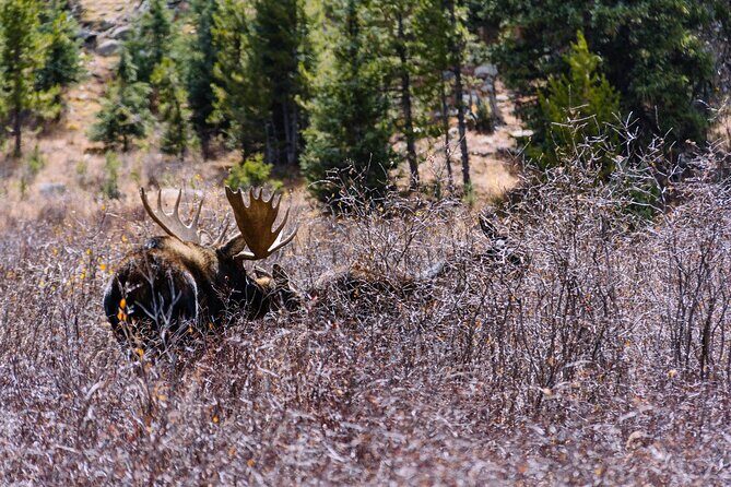 Private Colorado Backcountry 4x4 Off Road Adventure Tour - Budget, Value, and Practical Considerations