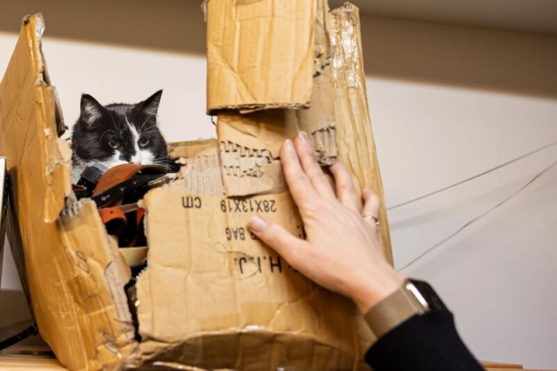 Private Combo Reykjavik Folklore & CatWalk - A Detailed Breakdown of the Itinerary