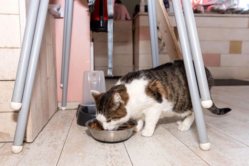 Private Combo Reykjavik Folklore & CatWalk - Authentic Traveler Insights