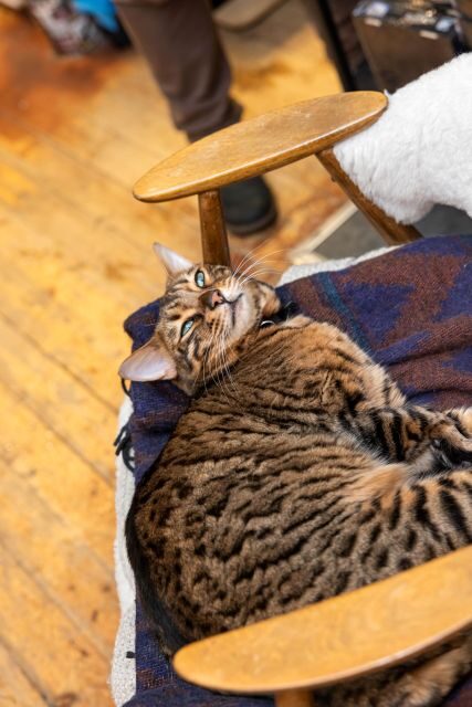 Private Combo Reykjavik Folklore & CatWalk - Why This Tour Is a Great Fit