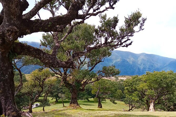 Private Complete Madeira Island Tour Full Day - FAQs about the Madeira Private Full-Day Tour