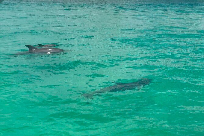 Private Crab Island Charter with Bote Paddleboards - Drawbacks and Considerations