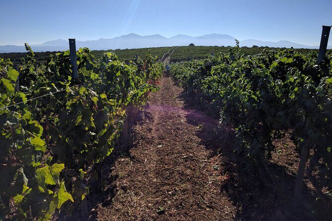 Private Cretan Gastronomic experience Winery visit with Tastings & Cooking Class - Who Will Love This Tour?