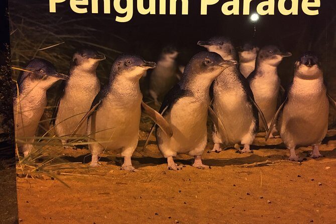 Private custom Penguin Tour with Premium Penguin Tickets - Key Points