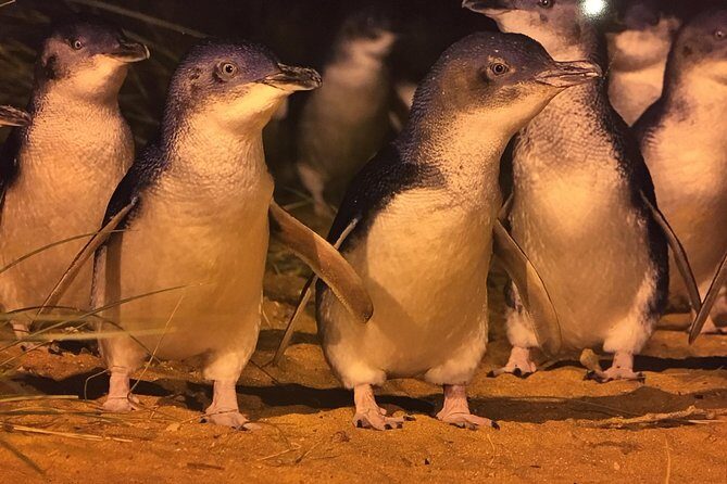Private custom Penguin Tour with Premium Penguin Tickets - What to Expect on the Day