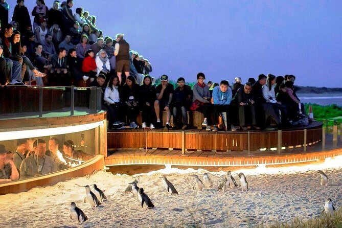 Private custom Penguin Tour with Premium Penguin Tickets - Who Should Book This Tour?