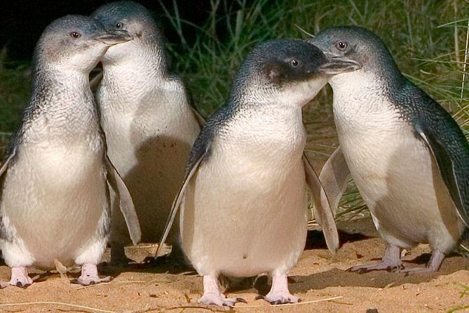 Private custom Tour of Phillip Island With Penguin Parade - Key Points