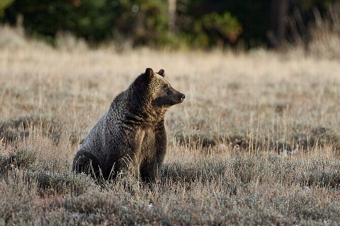 Private, Custom Yellowstone Wildlife Tours & Photo Safaris - An Honest Look at What the Tour Offers