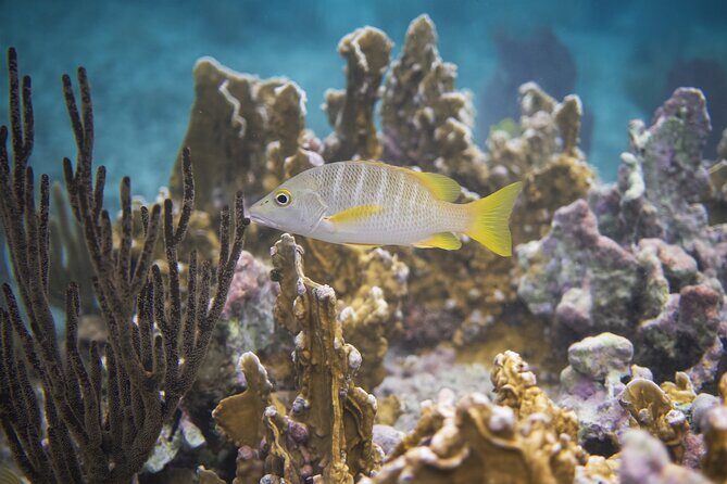 Private Customizable Shore Snorkel and Beach Lunch in Cozumel - A Deep Dive into the Experience