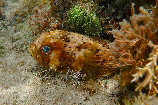 Private Customizable Shore Snorkel and Beach Lunch in Cozumel - Who Will Love This Tour?
