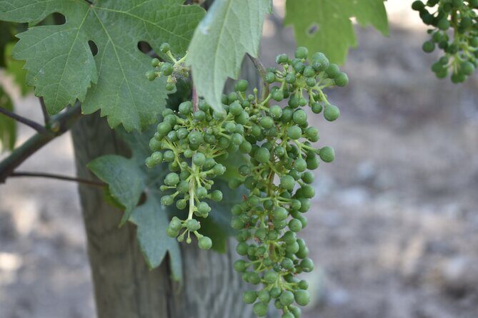 Private, Customized Napa Valley Wine Tasting Tour 6To14 passenger - Exploring the Private, Customized Napa Valley Wine Tasting Tour: An Honest Review
