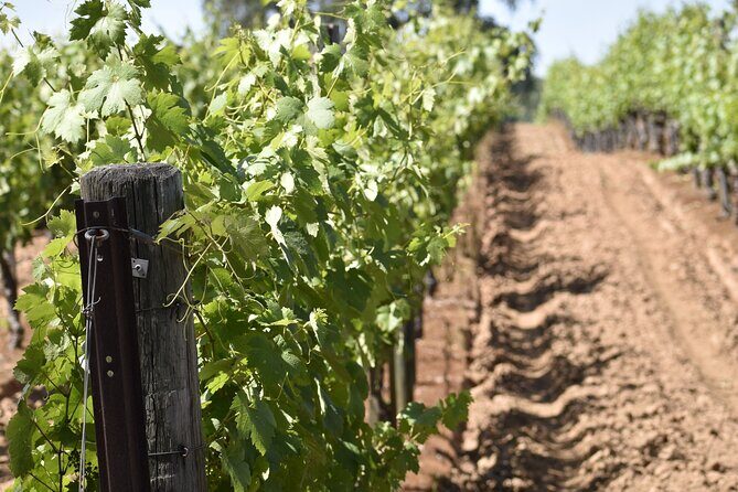 Private, Customized Napa Valley Wine Tasting Tour 6To14 passenger - Key Points