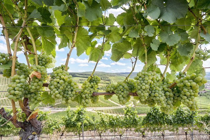 Private, Customized Sonoma Valley Wine Tour - Key Points