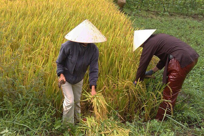 Private Cycling Tour in Rural Hue with Farming Experience - A Detailed Look at the Rural Hue Cycling Tour