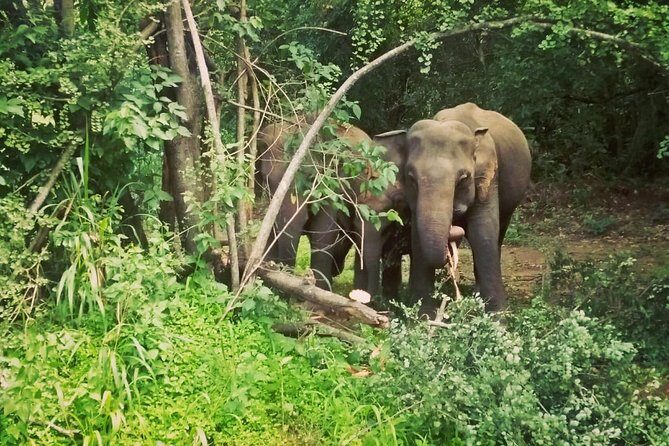 Private Dambulla Sigiriya Tour from Kandy with Lunch - Exploring the Highlights: What You Can Expect