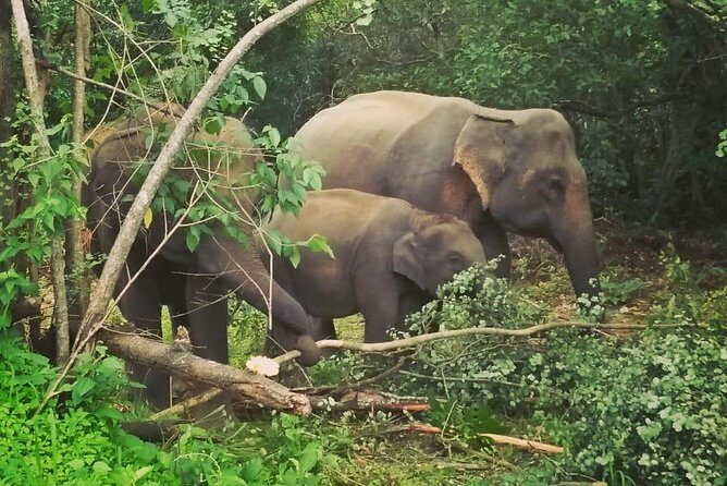 Private Dambulla Sigiriya Tour from Kandy with Lunch - Final Thoughts: Is It Worth It?