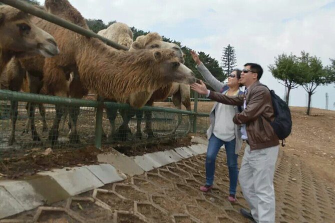 Private Day All-inclusive Tour to Longqingxia Gorge and Badaling Wildlife World - The Balance of Value and Experience