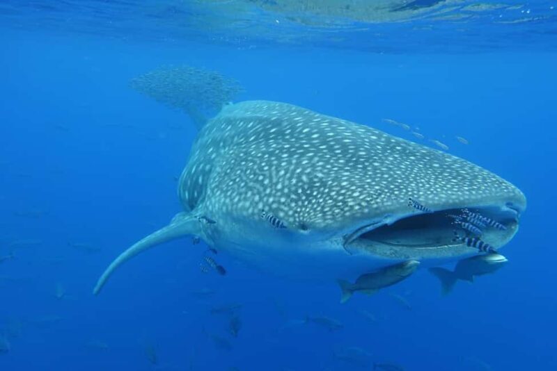 Private Day Seafari in the Azores follow Marine Biologist - Key Points