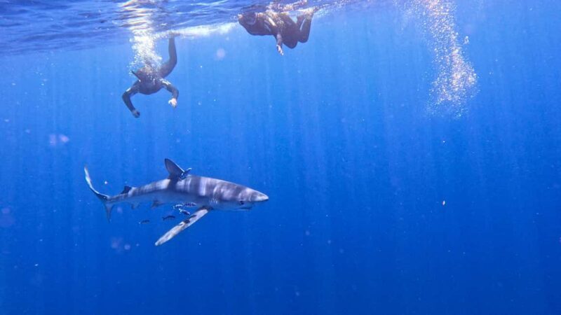 Private Day Seafari in the Azores follow Marine Biologist - A Deep Dive into the Seafari Experience in the Azores
