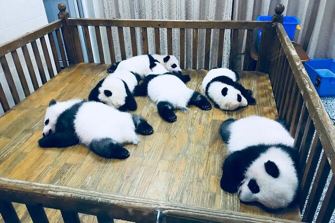 Private Day Tour: Chengdu Panda Base & downtown walking tour - A Deep Dive into the Itinerary