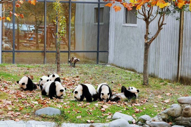 Private Day Tour: Chengdu Panda Breeding Base and Sanxingdui Museum - Exploring Chengdu’s Panda Breeding Base