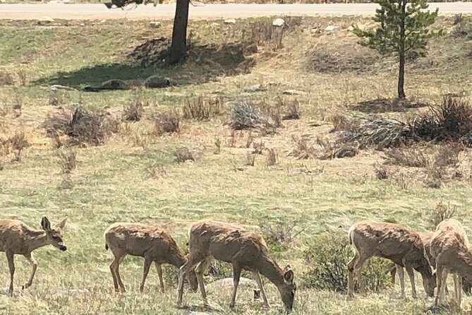 Private Day Tour From Denver to Estes Park and Rocky Mountain National Park - FAQ