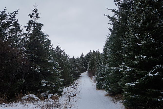 Private Day Tour from Höfn - The Eastfjords - Who Should Consider This Tour?