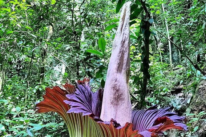 Private Day Tour from Medan: Corpse Flower Trek(Minimum 2 people) - Key Points