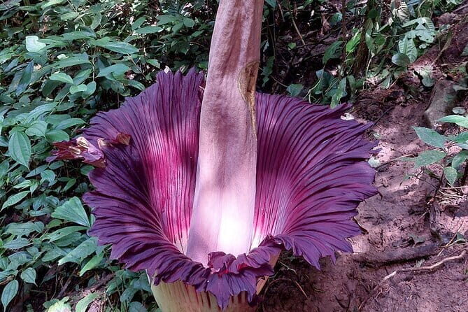 Private Day Tour from Medan: Corpse Flower Trek(Minimum 2 people) - Why This Tour Offers Great Value