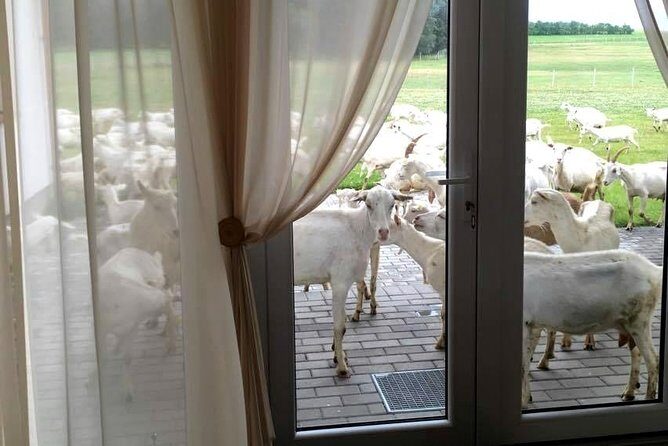 Private day tour from Vilnius to goat Cheese farm and Kernave historical capital - Exploring the Itinerary: What You Can Expect
