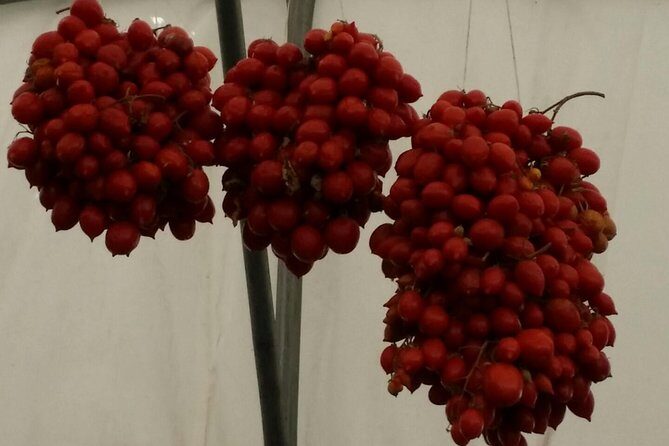 Private Day Tour: Herculaneum and Wine Tasting - An In-Depth Look at the Tour Experience