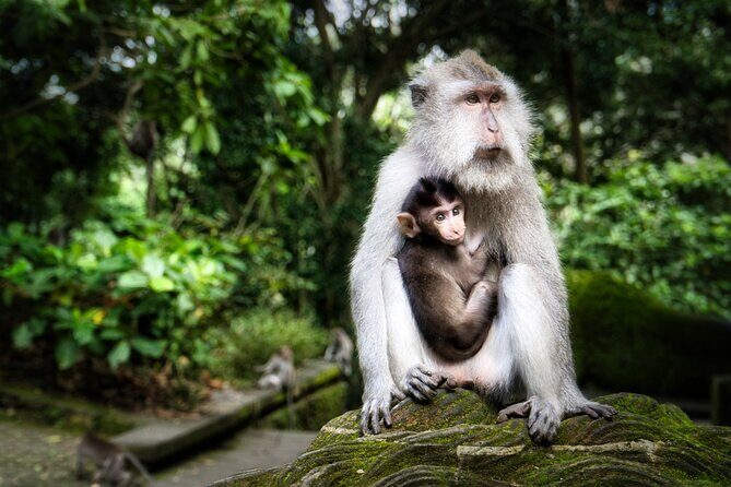 Private Day Tour in Ubud and Tanah Lot Temple - Practical Details and What They Mean for You