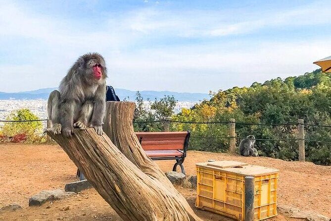 Private Day Tour - Kyoto Arashiyama & Bamboo Forest Perfect Tour! - The Sum Up: Who Should Consider This Tour?