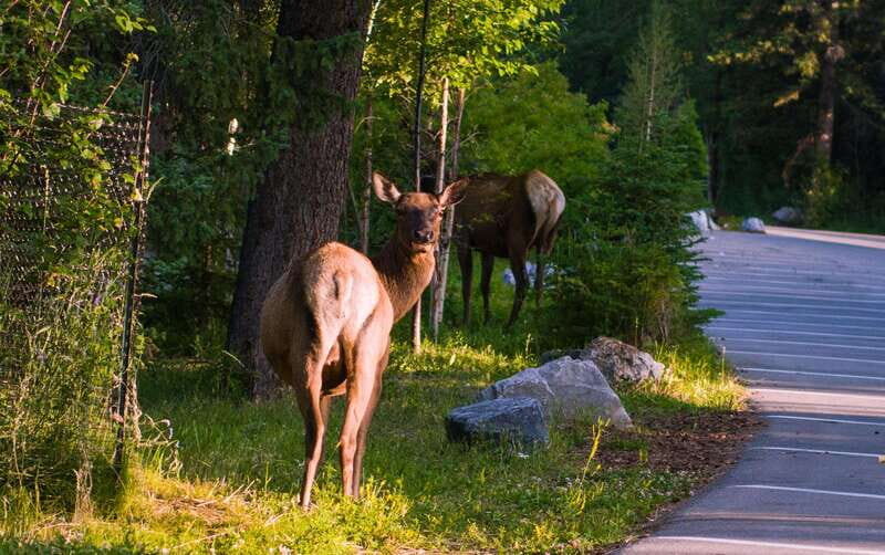 Private Day Tour: Moraine Lake and Lake Louise - FAQ