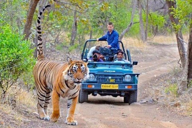 Private Day Tour Of Kumbhalgarh Fort & Wildlife Sanctuary From Udaipur - Frequently Asked Questions