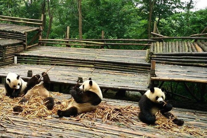 Private Day Tour: Panda Keeper Program From Chengdu - Exploring the Itinerary in Detail