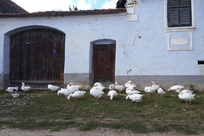 Private Day Tour Sighisoara and Viscri from Brasov with Hotel Pick Up/ Drop Off - The Itinerary in Detail: What to Expect