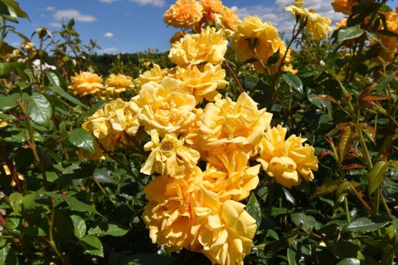 Private Day Tour to Chartwell, Home of Sir Winston Churchill - Exploring the Journey: What to Expect from Start to Finish