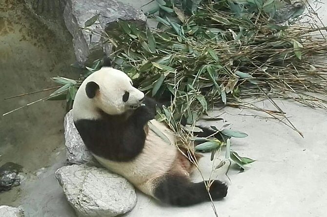 Private Day Tour to Chengdu Panda Base by Round-way Flight from Beijing - Analyzing the Experience in Detail