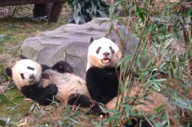 Private Day Tour to Chengdu Panda Base by Round-way Flight from Beijing - Who Is This Tour Best Suited For?