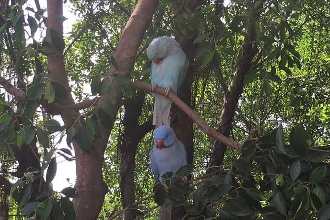 Private Day Tour to Chimelong Paradise and Birds Park from Guangzhou - FAQ